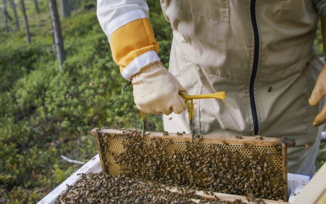 Ihmiskäsi nostaa hunajakennoa mehiläispesästä.
