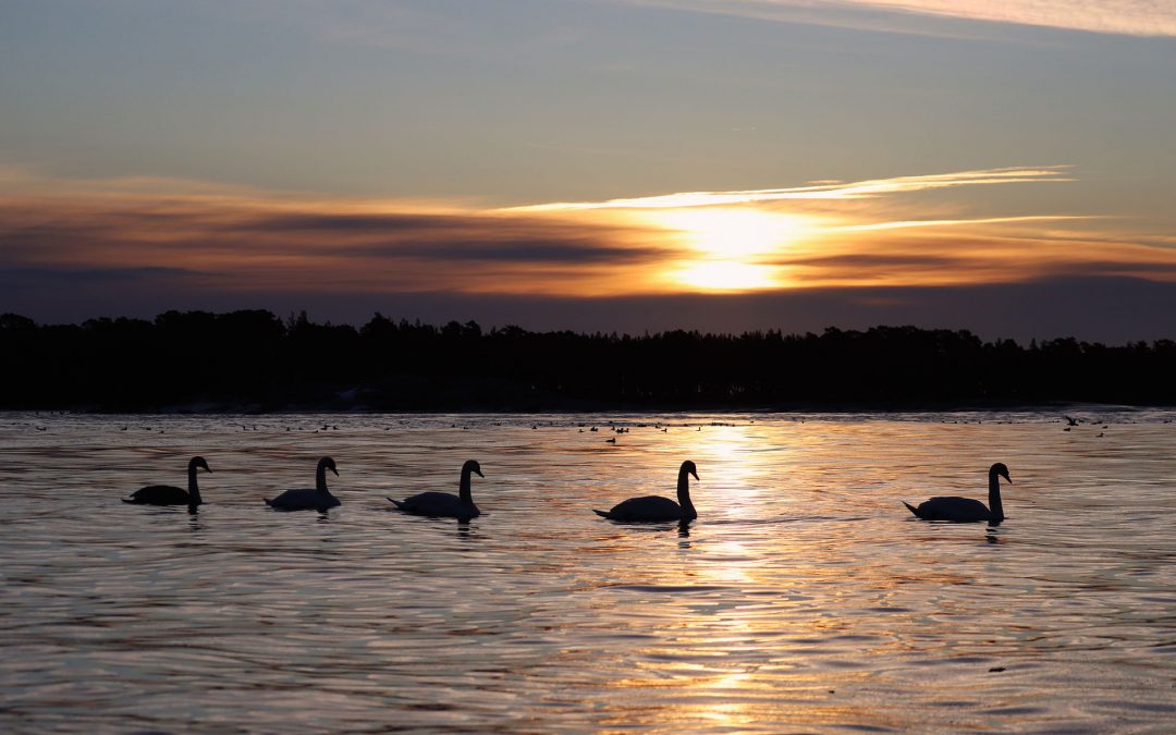 Viisi joutsenta ui järvellä auringonlaskun aikaan.